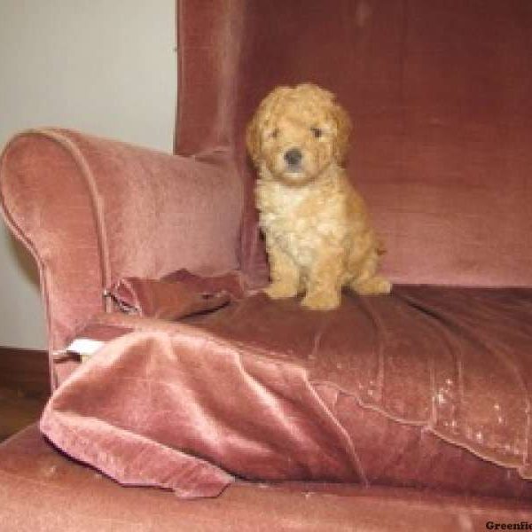 Amy, Goldendoodle Puppy