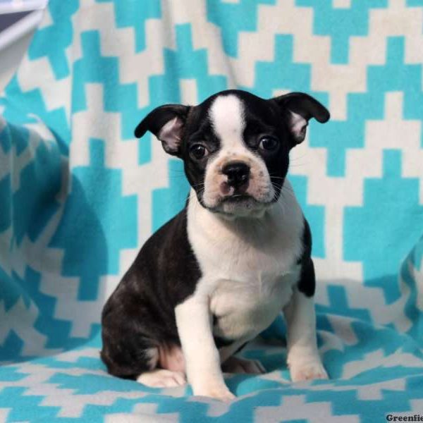 Amy, Boston Terrier Puppy