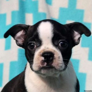 Amy, Boston Terrier Puppy