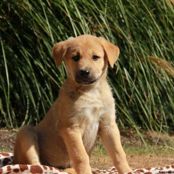 Anatolian Shepherd