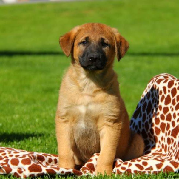 Anatolian Shepherd Mix