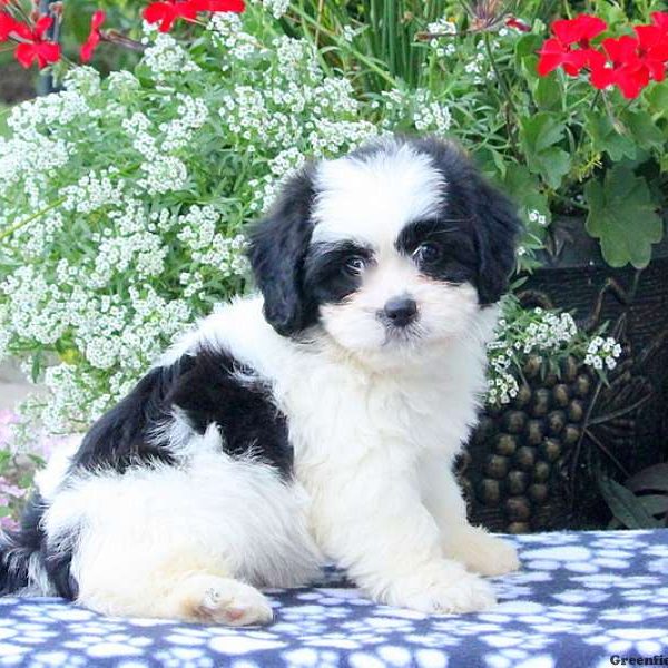 Anderson, Shichon / Teddy Bear Puppy