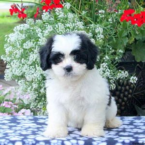 Anderson, Shichon / Teddy Bear Puppy