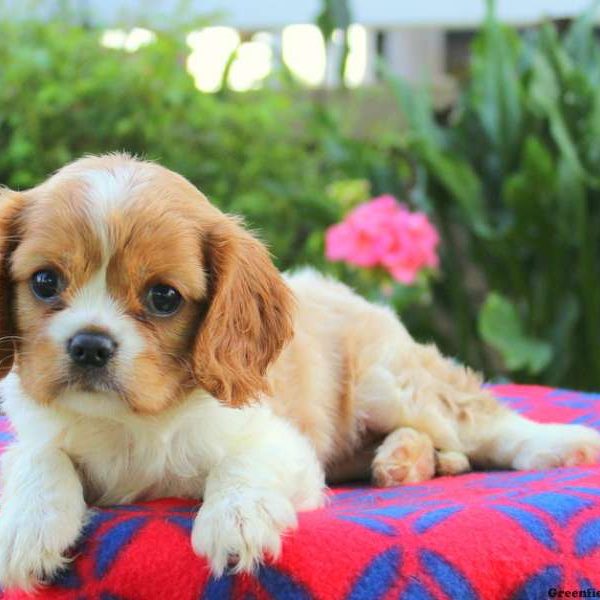 Andrea, Cavalier King Charles Spaniel Puppy