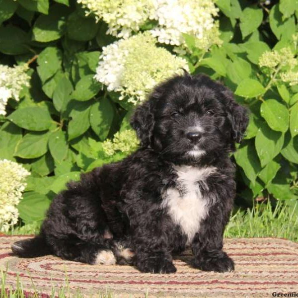 Andy, Bernedoodle-Miniature Puppy