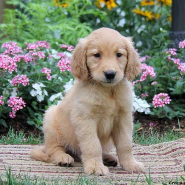 Andy, Golden Retriever Puppy