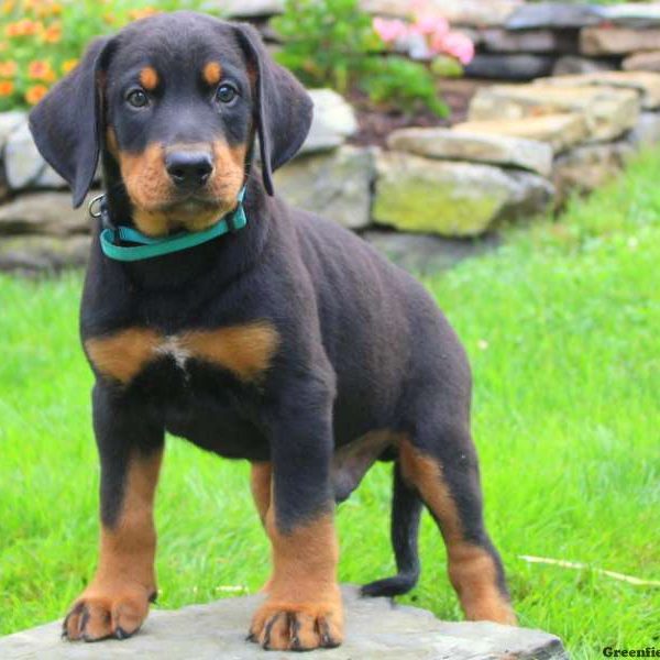 Andy, Bernese Mountain Dog Mix Puppy