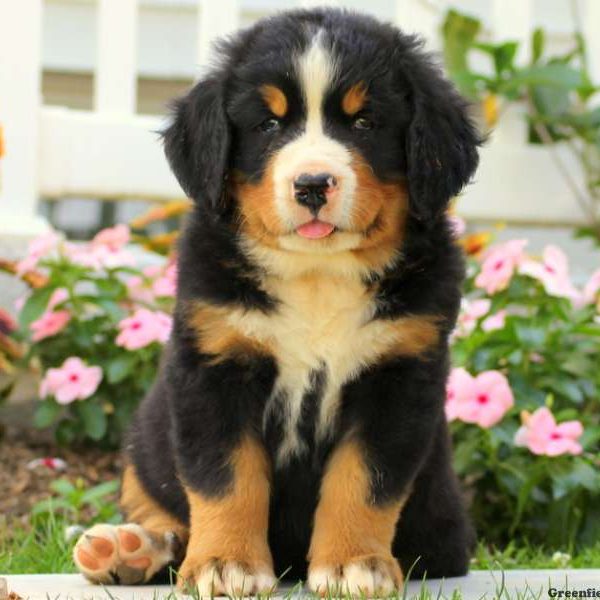 Andy, Bernese Mountain Dog Puppy