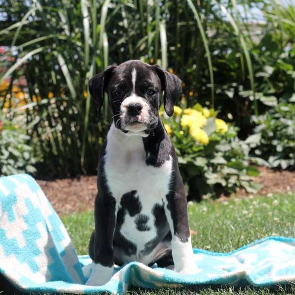 Andy, Boxer Puppy