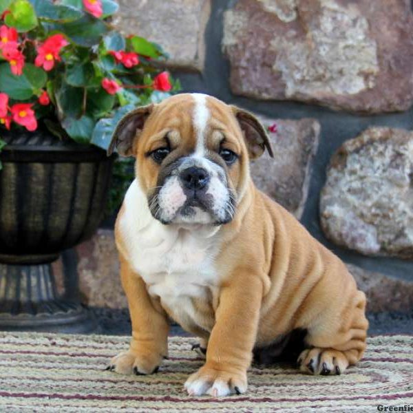 Andy, English Bulldog Puppy