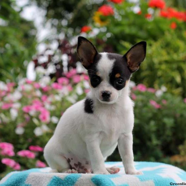 Andy, Chihuahua Puppy