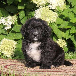 Andy, Bernedoodle-Miniature Puppy