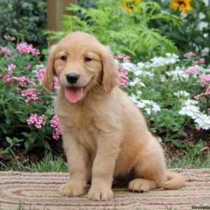 Andy, Golden Retriever Puppy