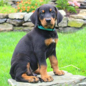 Andy, Bernese Mountain Dog Mix Puppy