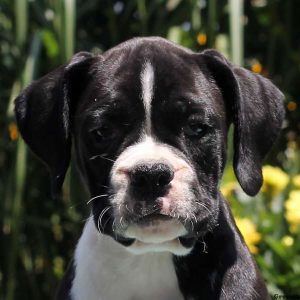 Andy, Boxer Puppy