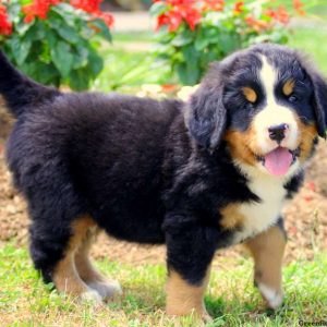 Andy, Bernese Mountain Dog Puppy