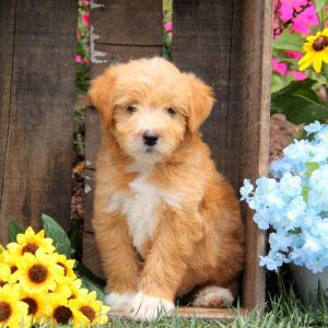 Andy, Labradoodle-Miniature Puppy