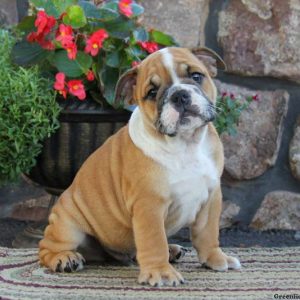 Andy, English Bulldog Puppy