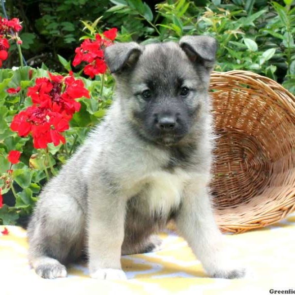 Angel, Norwegian Elkhound Puppy