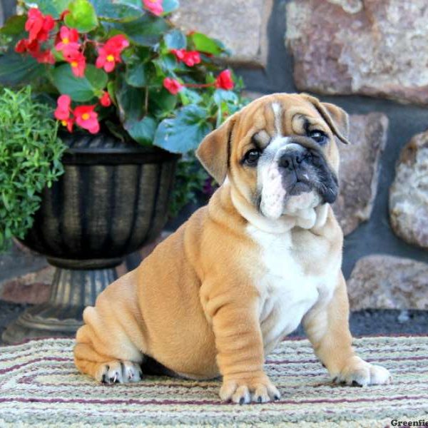 Angel, English Bulldog Puppy