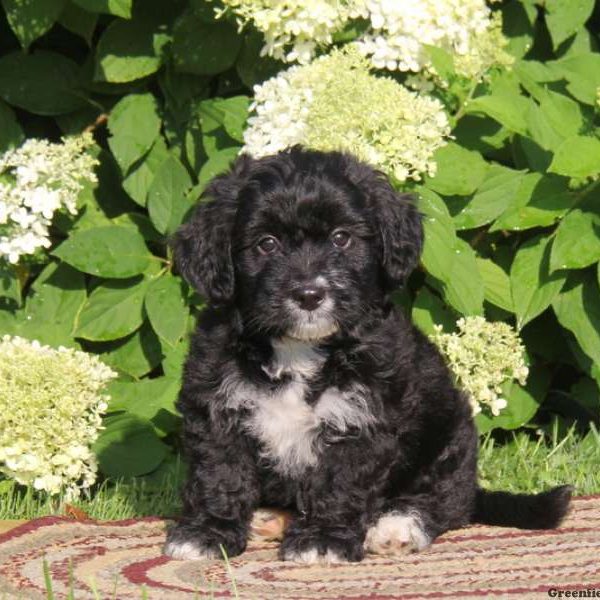 Angel, Bernedoodle-Miniature Puppy