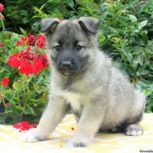 Angel, Norwegian Elkhound Puppy