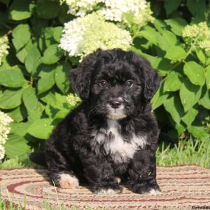 Angel, Bernedoodle-Miniature Puppy