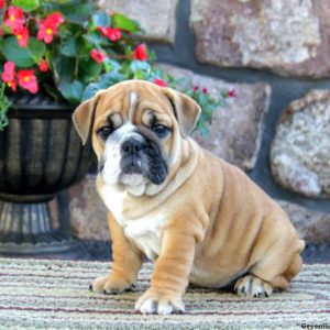 Angel, English Bulldog Puppy