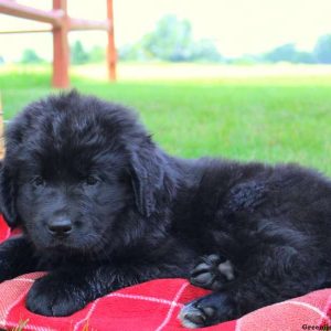 Angelica – Miniature, Newfypoo Puppy