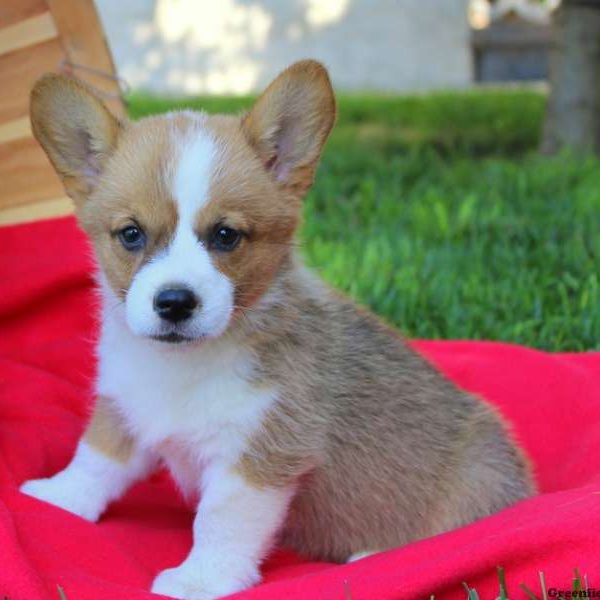 Angelica, Pembroke Welsh Corgi Puppy