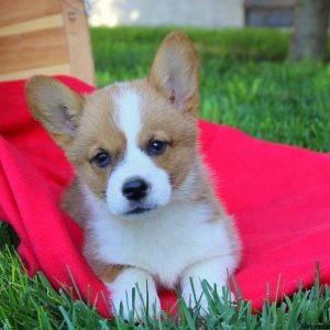 Angelica, Pembroke Welsh Corgi Puppy