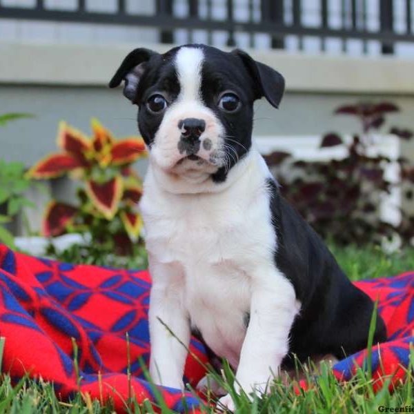 Angie, Boston Terrier Puppy