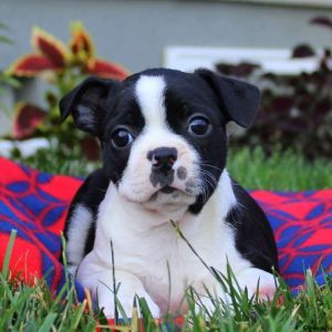 Angie, Boston Terrier Puppy