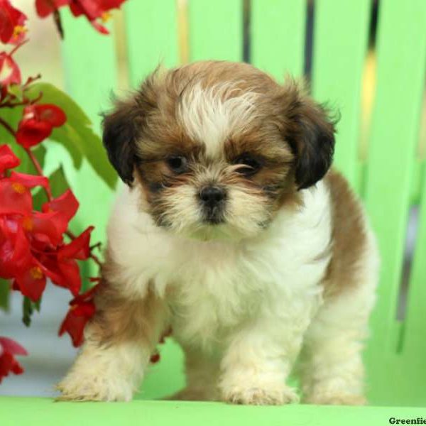 Anika, Shih Tzu Puppy