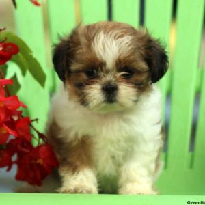 Anika, Shih Tzu Puppy