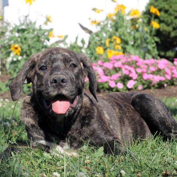 Anna, African Boerboel Puppy