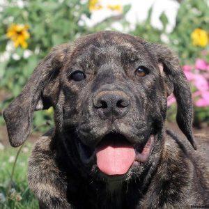 Anna, African Boerboel Puppy