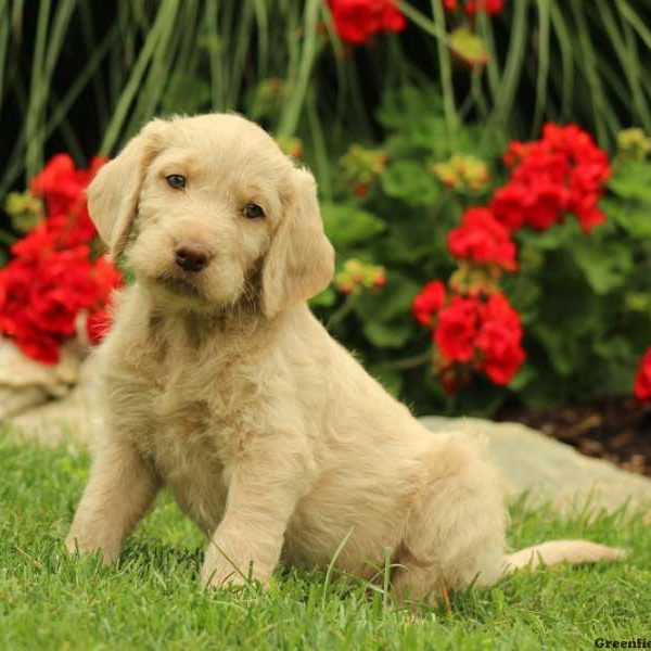 Annabell, Labradoodle Puppy