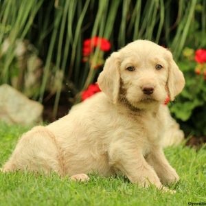 Annabell, Labradoodle Puppy