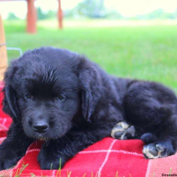 Annie – Miniature, Newfypoo Puppy