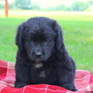 Annie – Miniature, Newfypoo Puppy