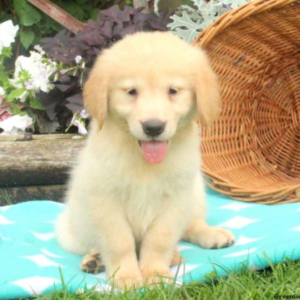 Annie, Golden Retriever Puppy