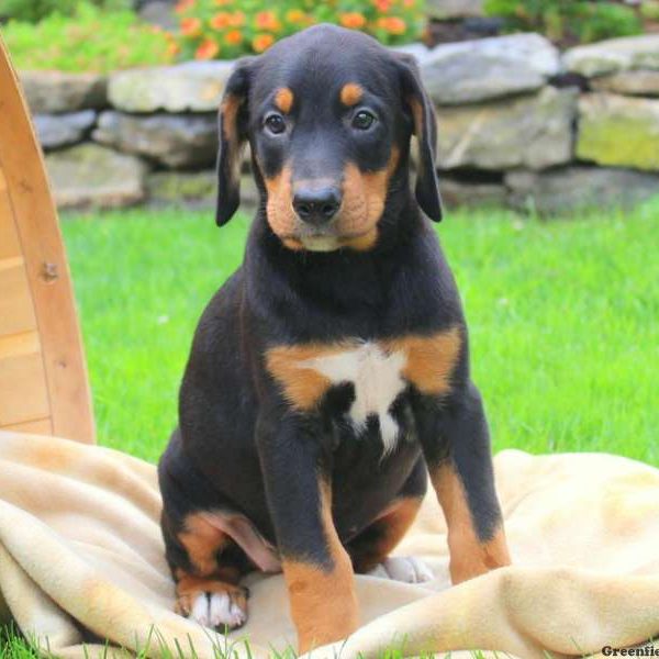 Annie, Bernese Mountain Dog Mix Puppy