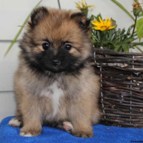 Annie, Pomeranian Puppy