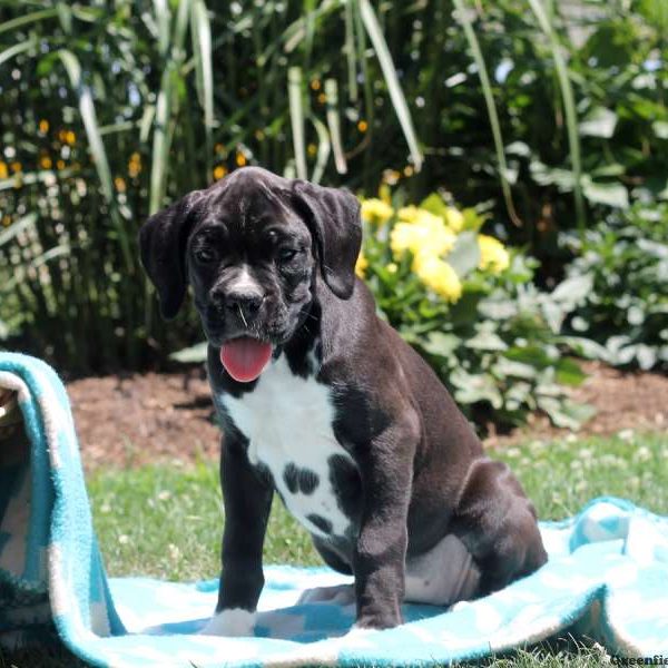 Annie, Boxer Puppy