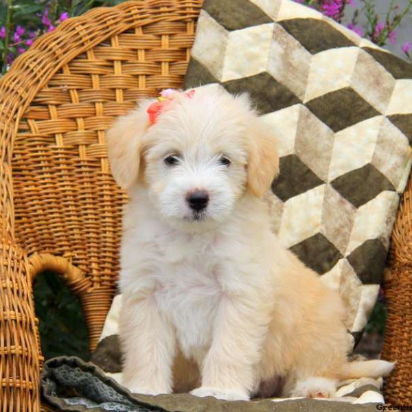 Annie, Labradoodle-Miniature Puppy