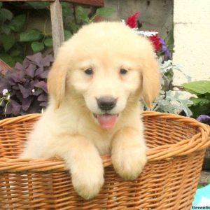 Annie, Golden Retriever Puppy