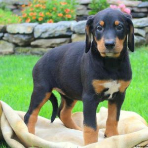 Annie, Bernese Mountain Dog Mix Puppy