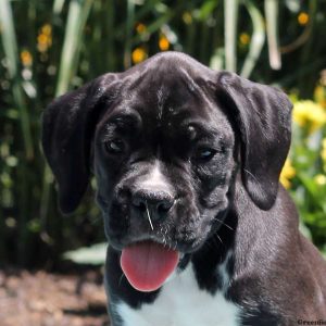 Annie, Boxer Puppy