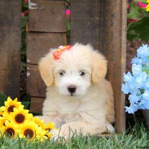 Annie, Labradoodle-Miniature Puppy